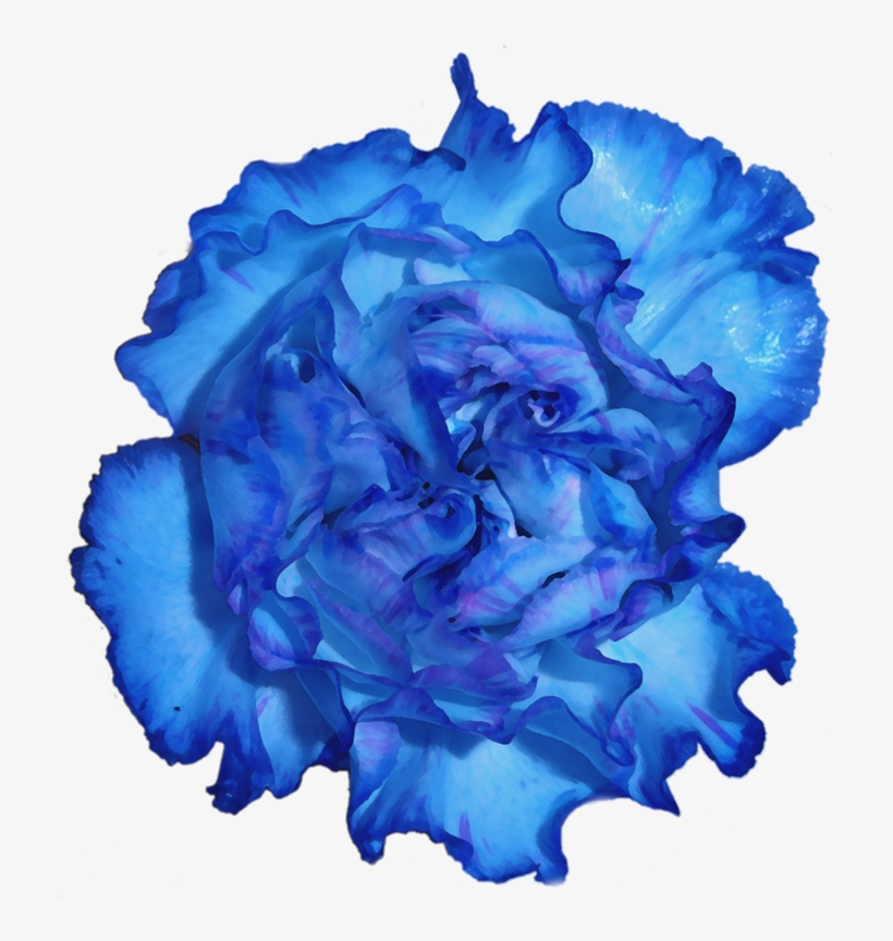 Discover 69+ blue carnation tattoo in.eteachers