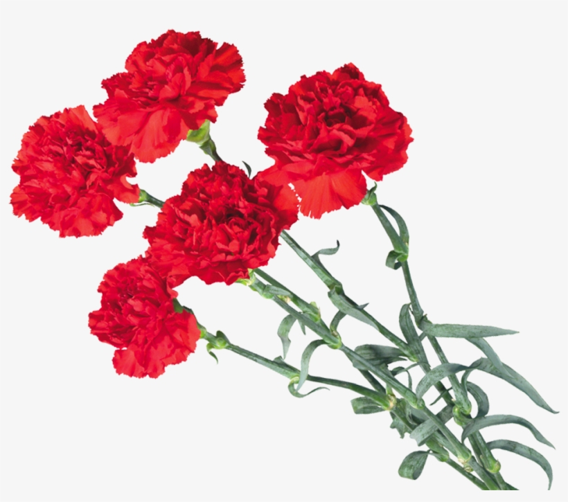 Carnations - Red Carnation Png Of A Carnation, transparent png
