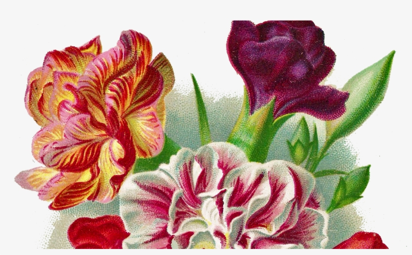 Flower Carnation Vintage Png, transparent png