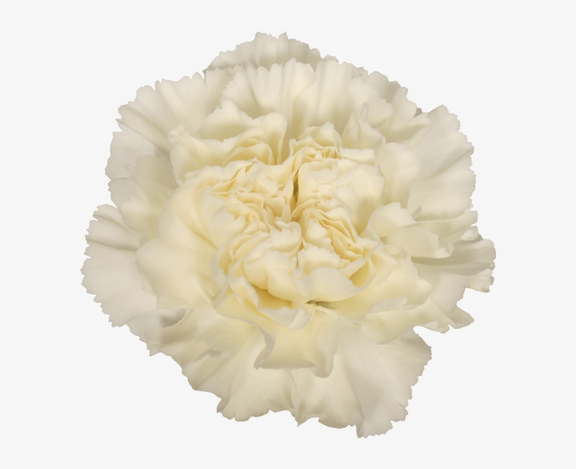 Flower, transparent png