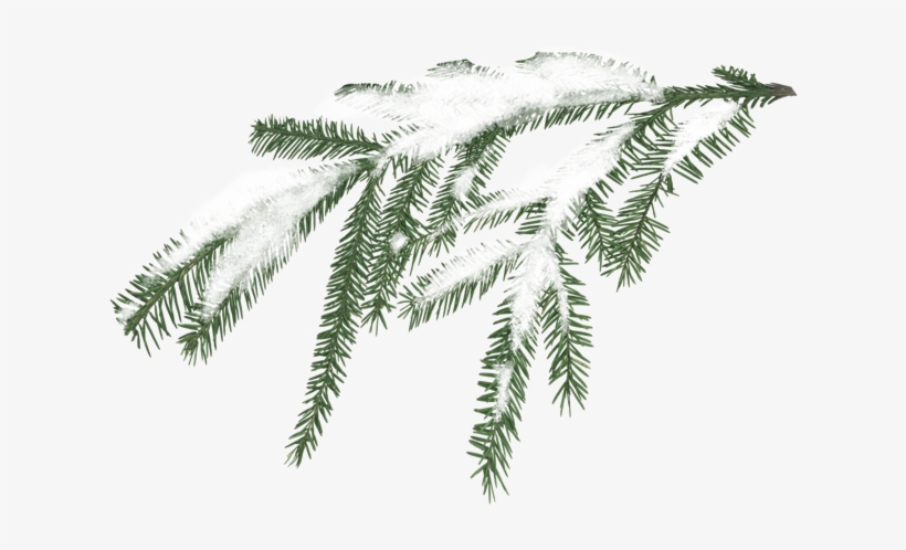 Clip Art Transparent Stock Miscellaneous Pinebranchpng - Snowy Pine Branch Png, transparent png