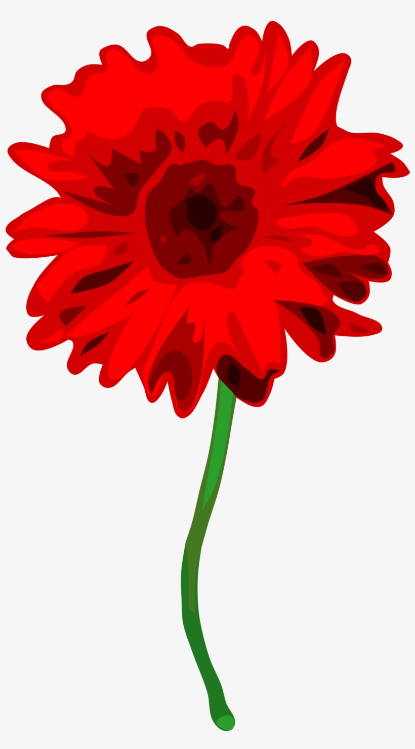 Gerbera Picture Royalty Free - Carnation With White Background, transparent png