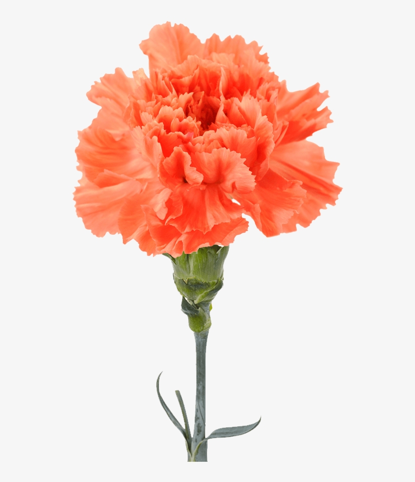 Orange Carnation, transparent png