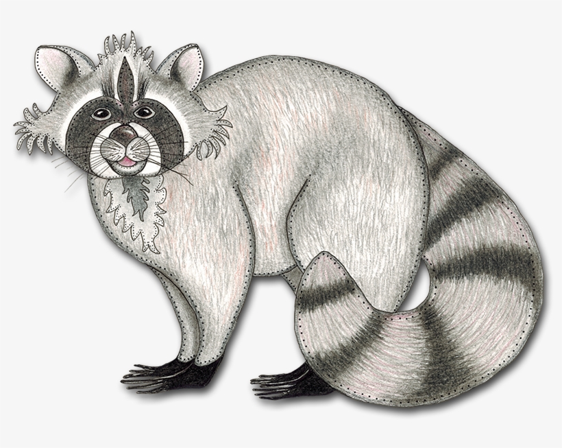 Drawing Raccoon Cool - Library, transparent png
