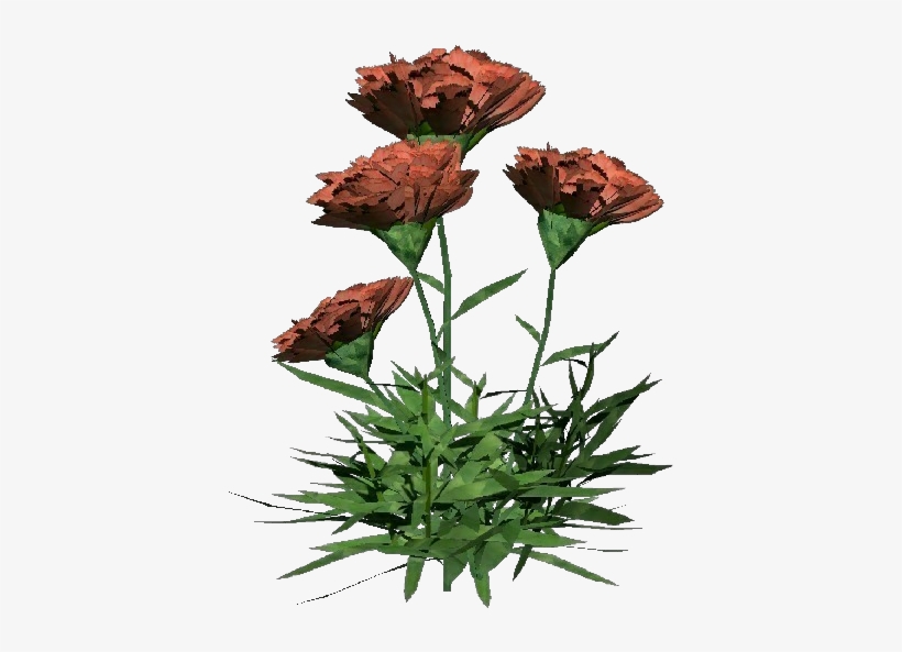 Carnation - Bouquet, transparent png