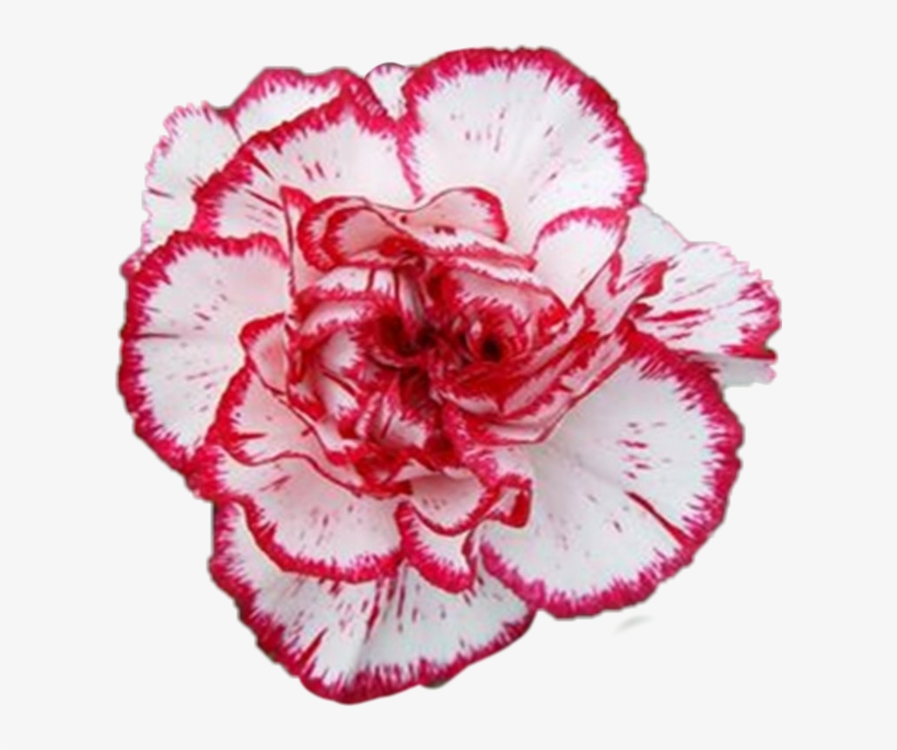 香 石竹, transparent png