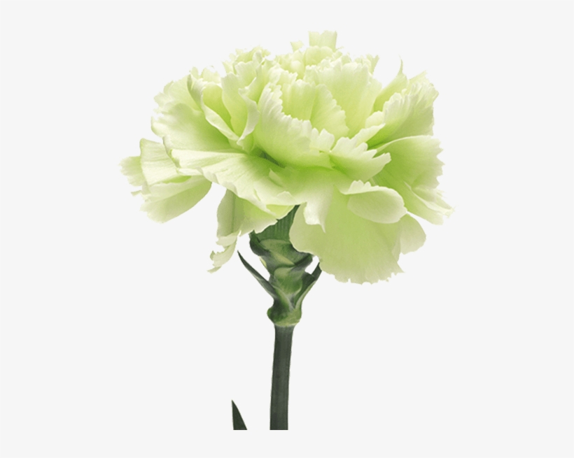 Voragine - The Green Carnation, transparent png