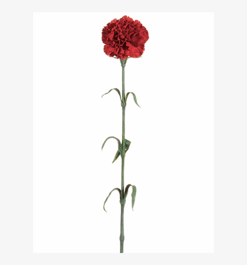 27" Carnation Spray X1 Red - Carnation, transparent png