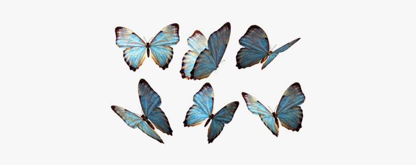 Grupo De Mariposas Azules - Imagenes De Mariposas Png, transparent png