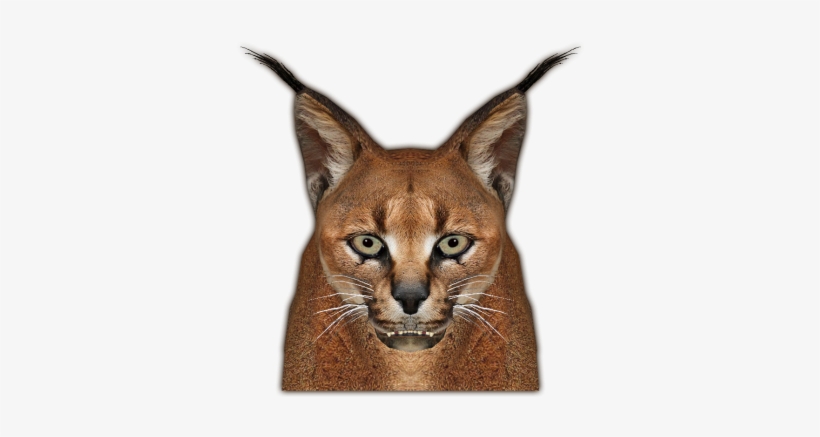 Caracal Jimmyzhoopz Face - Bobcat, transparent png
