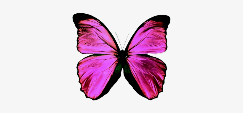 Mariposas Png - Butterfly Teal, transparent png