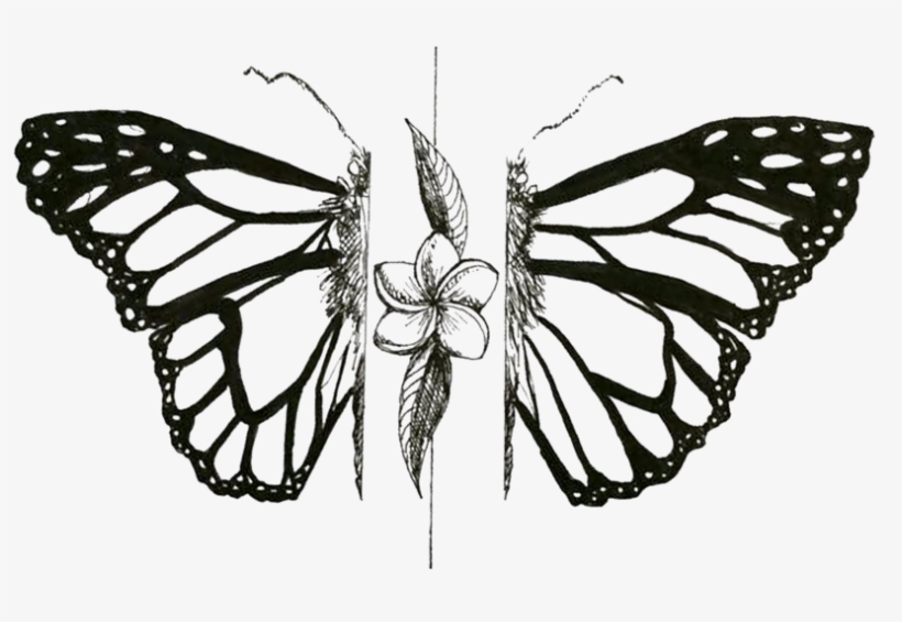 Mariposa - Portable Network Graphics, transparent png