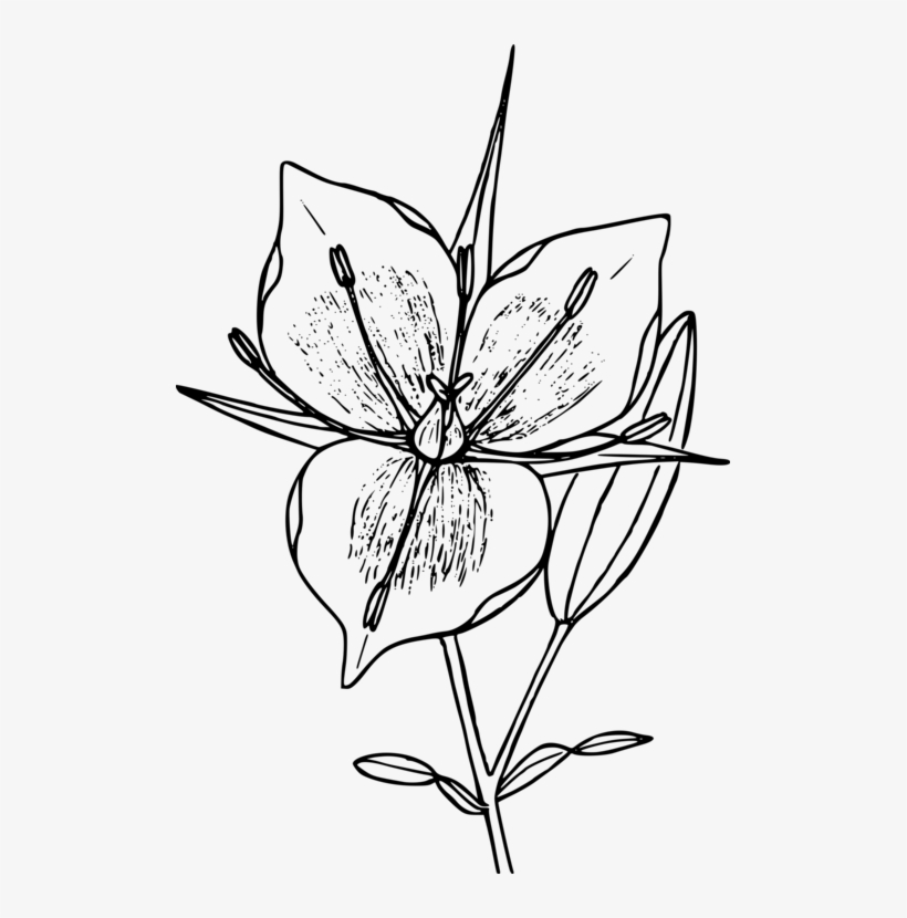 Floral Design Drawing Flower Line Art Computer Icons Mariposa Black