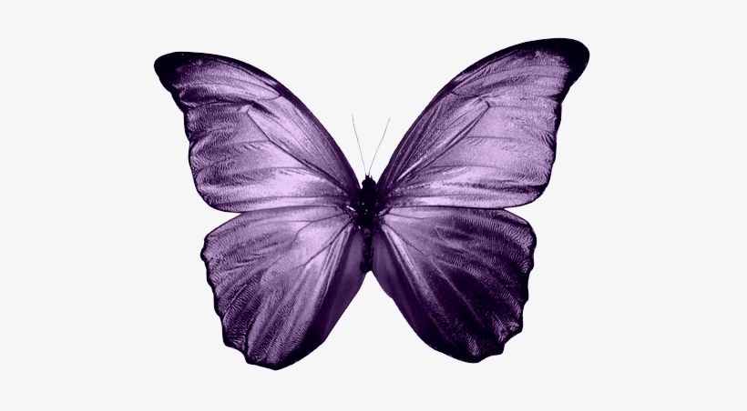 Blood And Poppies - Blue Butterfly Painting Png, transparent png
