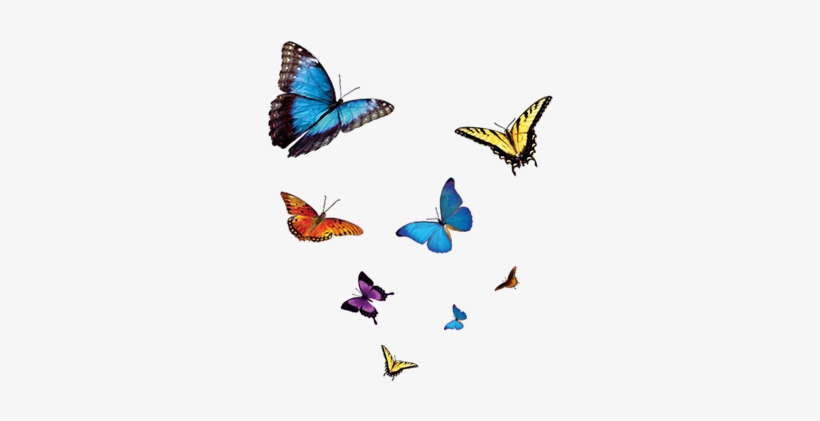 Previous - Catching Courage: Understand Your Fears, Control Your, transparent png