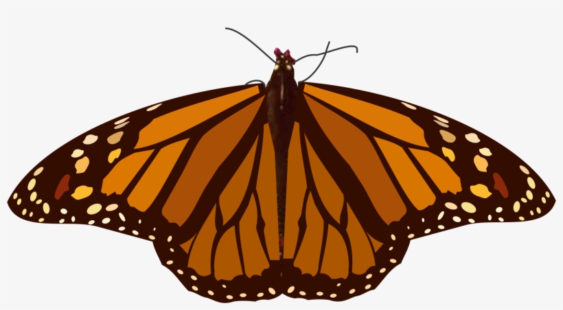 Mariposa 5, transparent png