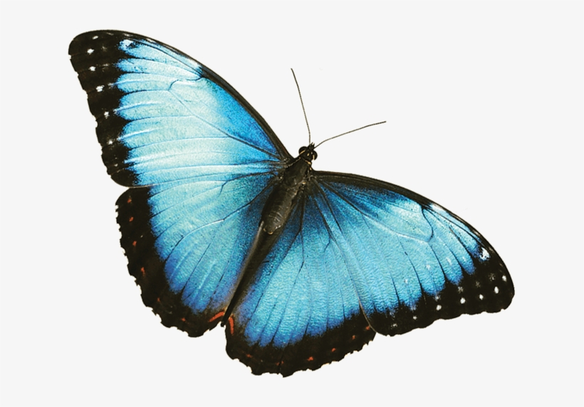 Morpho Azul - Black And Blue Butterfly Png, transparent png