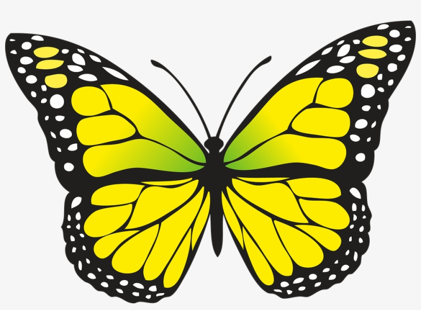 7 Photo - Yellow Butterfly, transparent png
