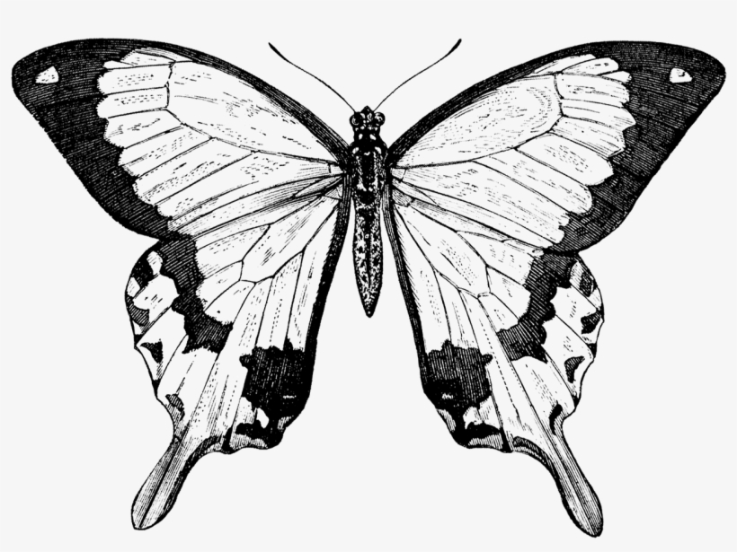 Collection Of Free Butterfly Drawing Nature Download - Butterfly Black And White Victorian Prints, transparent png