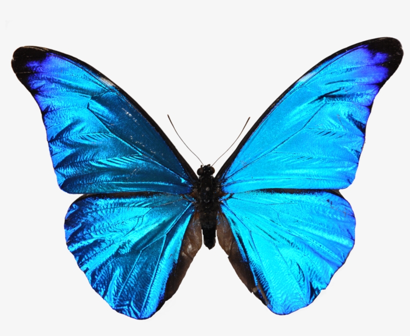 Sapitos Design Blue Butterfly Mariposa Azul - Leyenda De La Mariposa Azul, transparent png