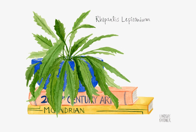 "rhipsalis Lepismium" Watercolor Painting By Lindsay - Watercolor Painting, transparent png