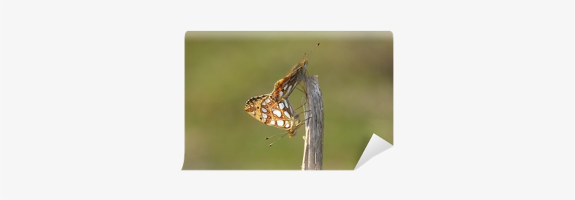 Polyommatus, transparent png