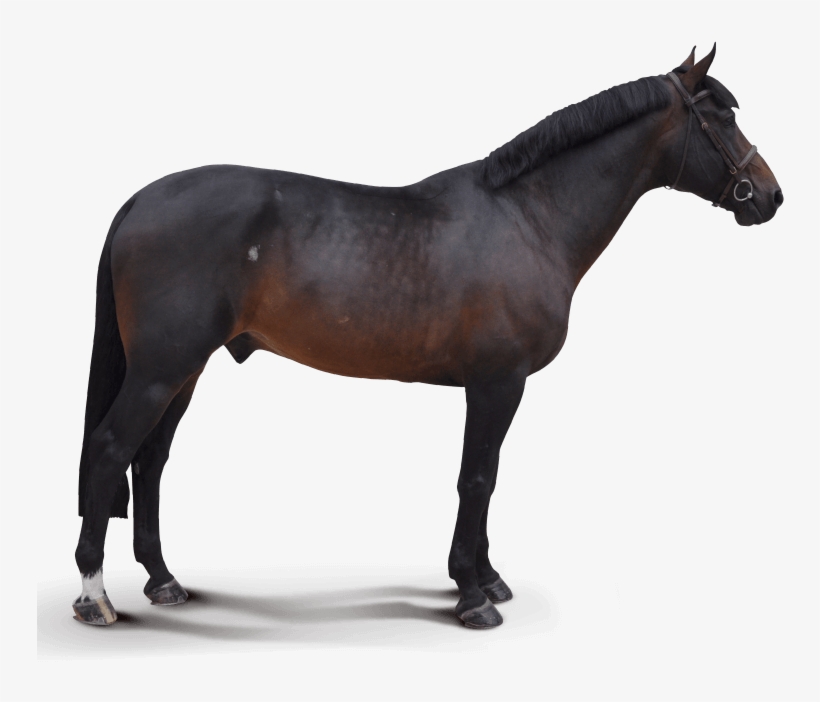 Destello - Horse, transparent png