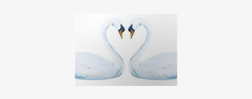 Trumpeter Swan, transparent png