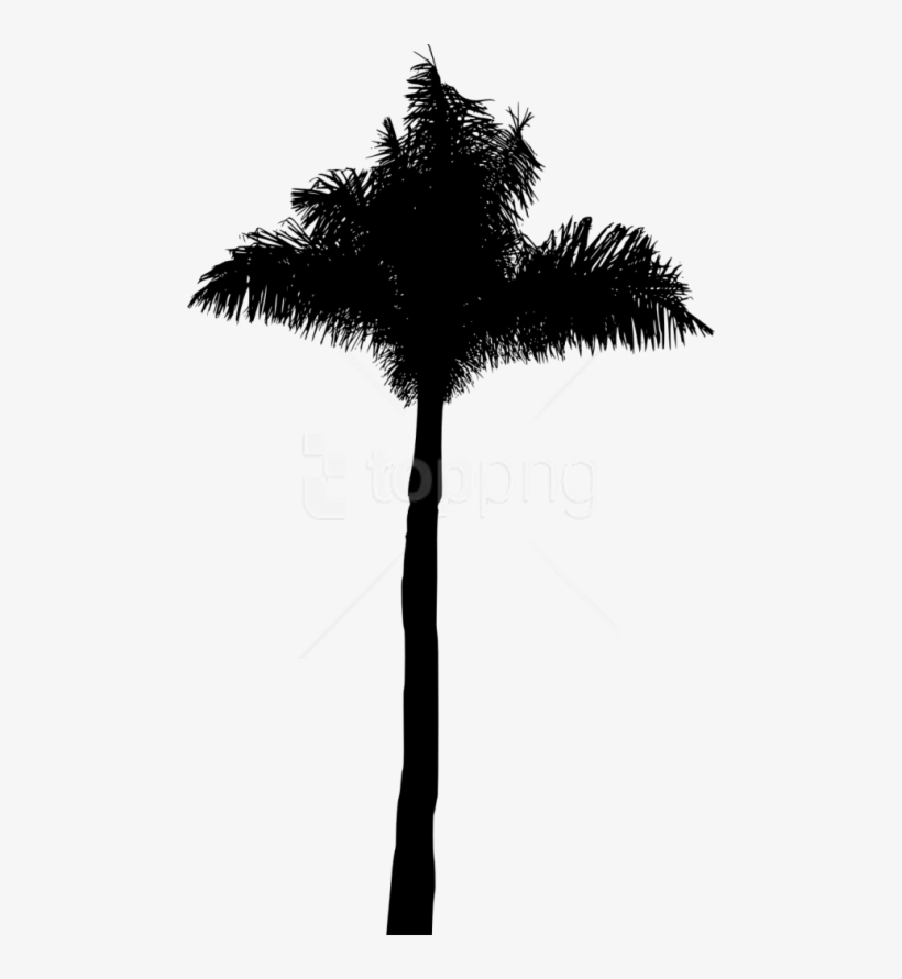 Free Png Palm Tree Silhouette Png - Borassus Flabellifer, transparent png