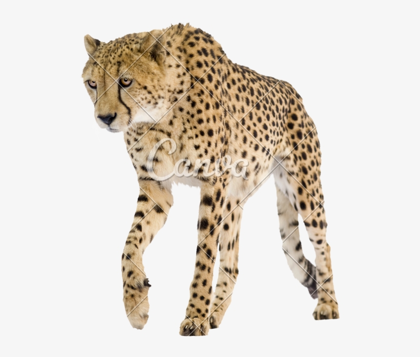Cheetah, transparent png
