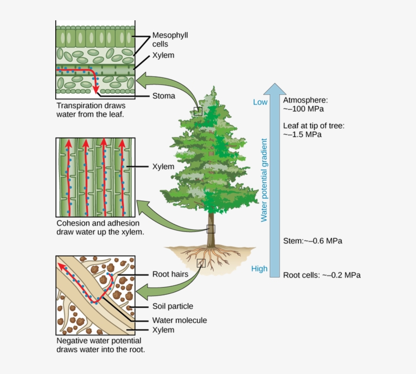 Drawn Fir Tree Root Drawing - Transpiration Xylem, transparent png