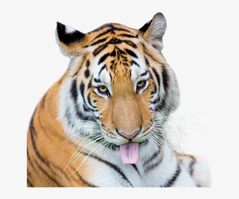 Tiger - Siberian Tiger, transparent png