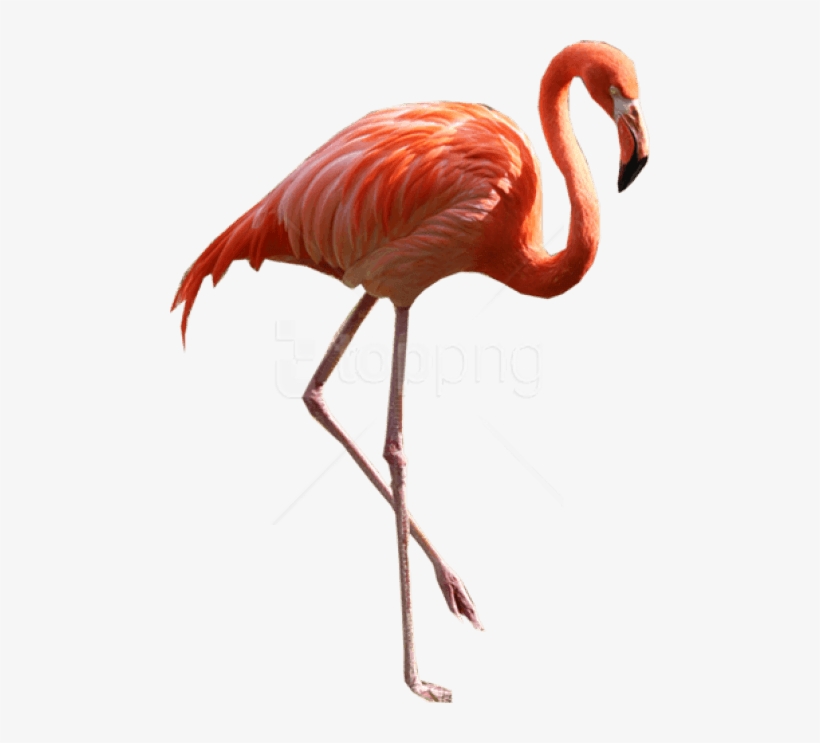 Free Png Download Flamingo Png Images Background Png - Real Flamingo Png, transparent png