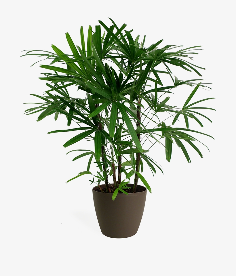 Rhapis Palm - Rhapis, transparent png