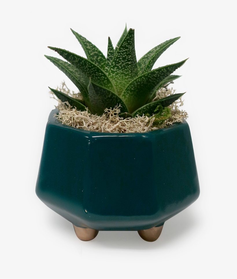 Gold Footed Haworthia Planter - Flowerpot, transparent png