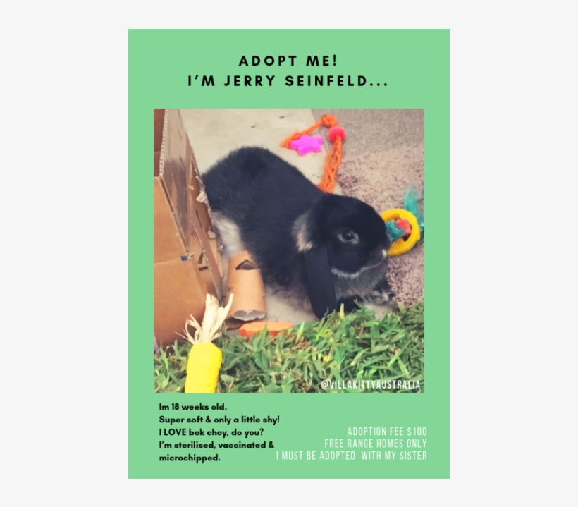 Photo Of Jerry Seinfeld - Dog Licks, transparent png