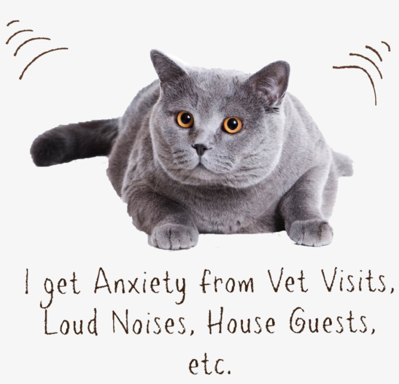 Cat Zen - Cat, transparent png