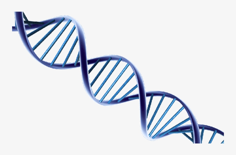 Dna Png, transparent png