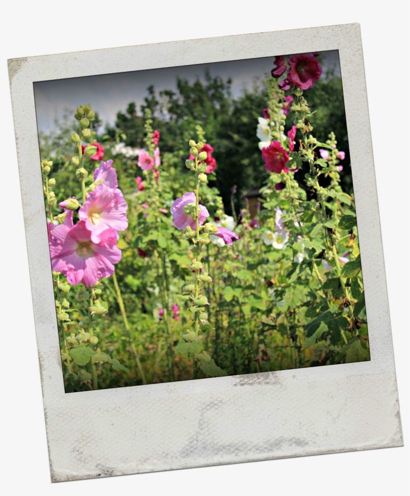 It's A Beautiful Wednesday Morning, The Sun Is Shining, - Floribunda, transparent png