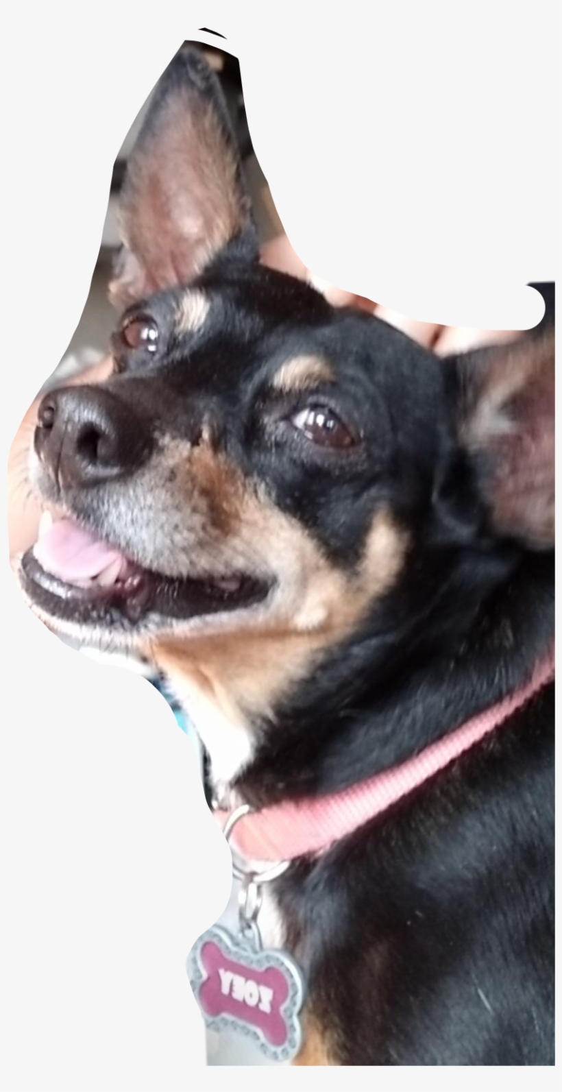 Recent - Teddy Roosevelt Terrier, transparent png