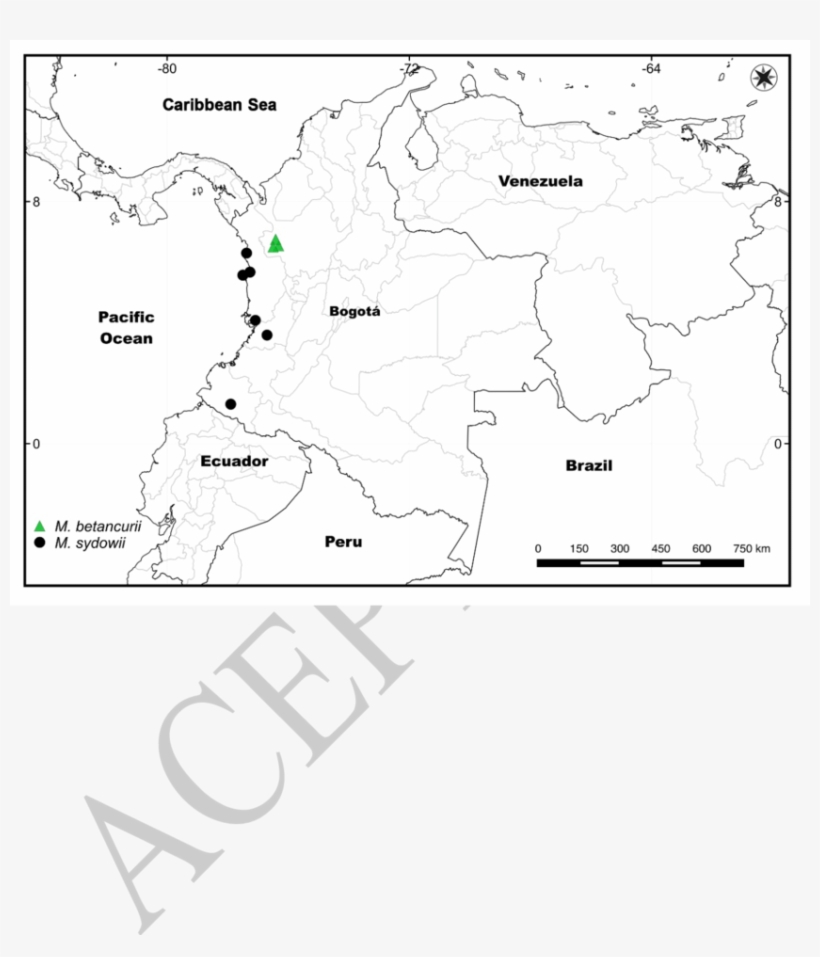 Distribution Of Manekia Betancurii And Manekia Sydowii - Aceh Party, transparent png