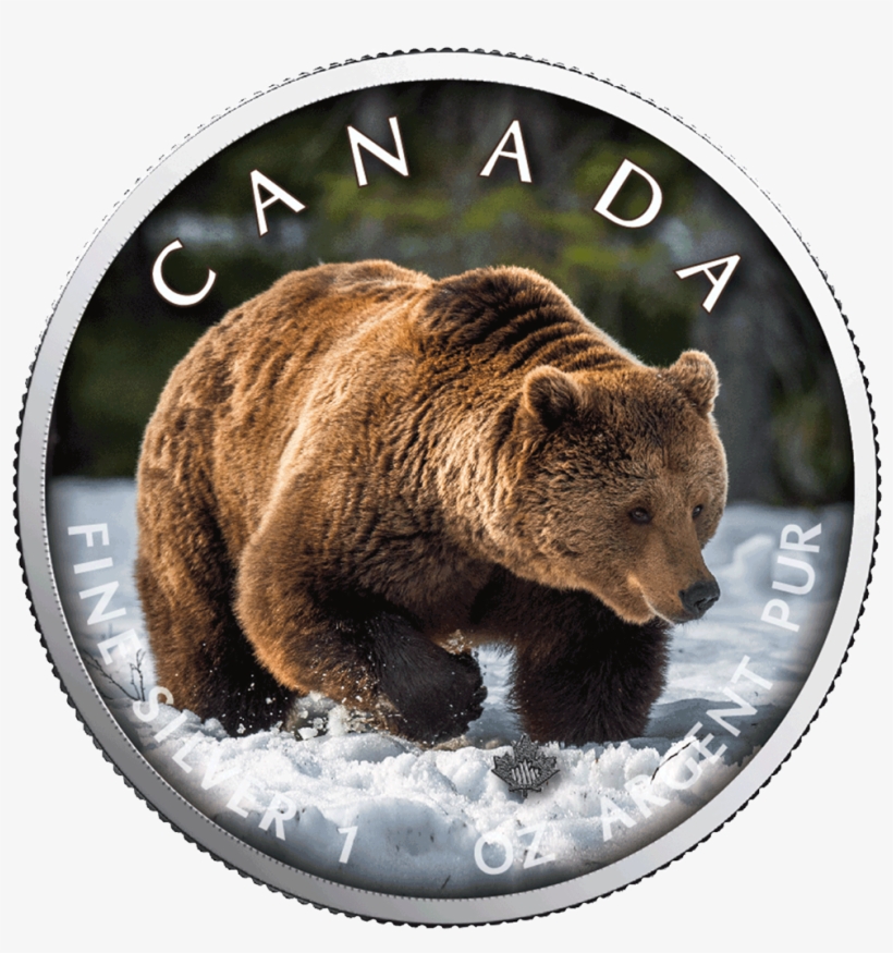 New - Grizzly Bear, transparent png