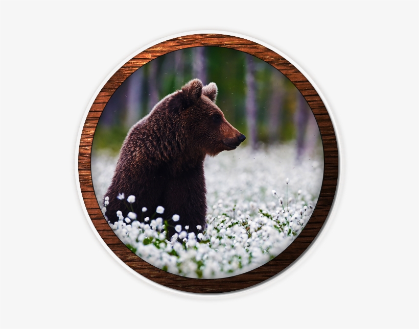 Fox Valley Web Design, Fvwd, Brand Identity, Brand - Grizzly Bear, transparent png