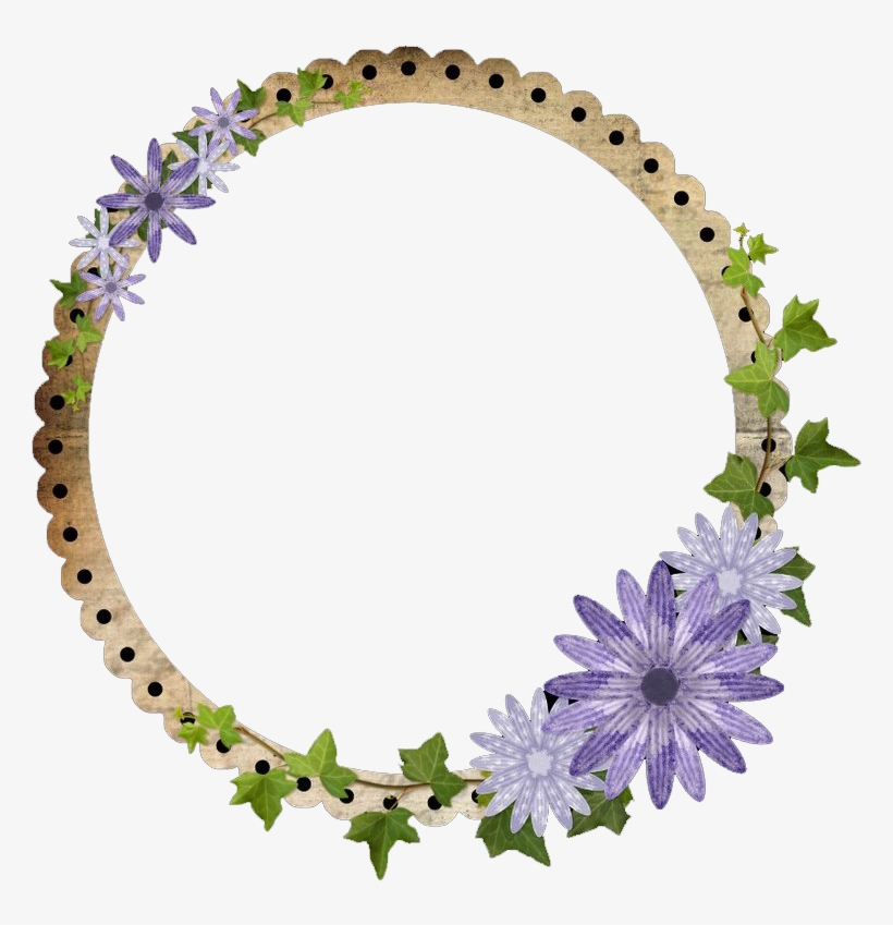 African Daisy, transparent png