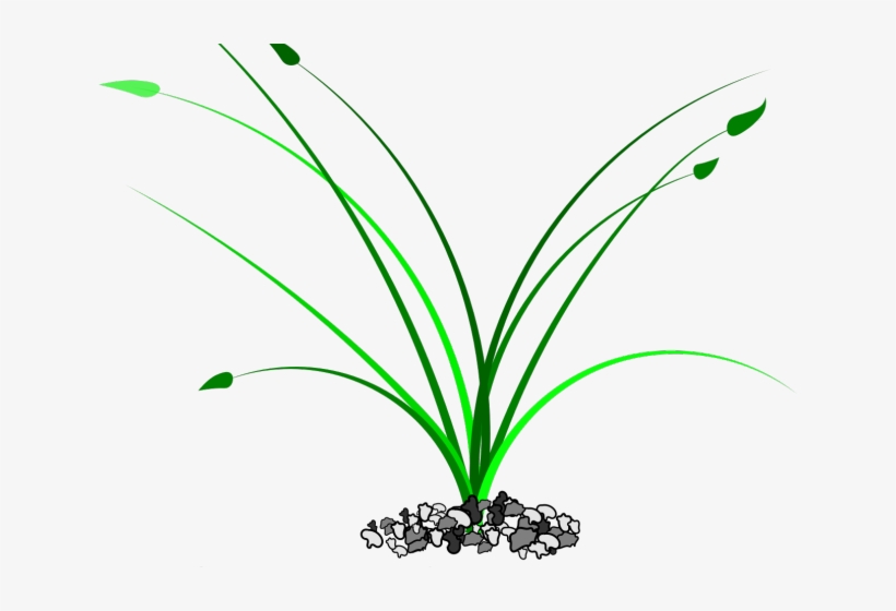 Drawn Weed Grass Patch, transparent png