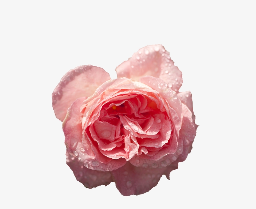 Transparent Roses - Hybrid Tea Rose, transparent png