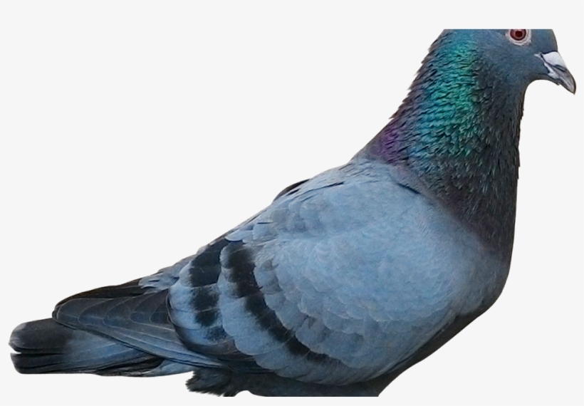 Racing Homer Homing Pigeon Columbidae Bird Pigeon Post, - Binatangnya Suci, transparent png