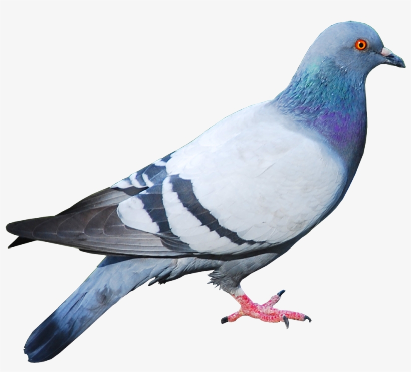 Disney Princess Images Pigeon 2 Hd Wallpaper And Background - Animales Con Alas Que Vuelan, transparent png