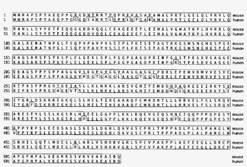 Protein Sequences Of Mouse And Human Nab2 - Genoa, transparent png