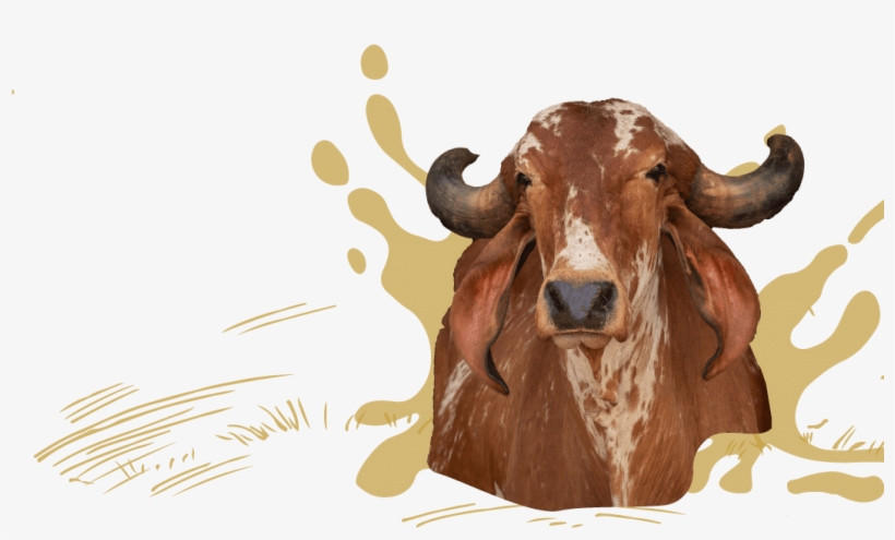 We Are On A Mission To Revive The Goodness Of - Bull, transparent png
